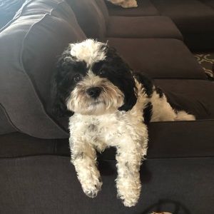 Meet your Posher, Tess